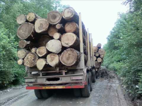 Недорогая вывозка леса в Киеве и по Украине